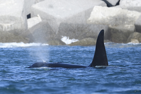 orca a Genova