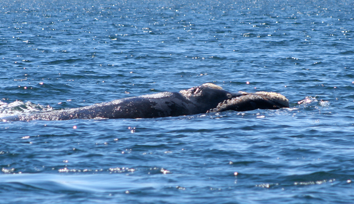 balena franca australe